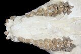 Oreodont (Merycoidodon) Partial Skull - Wyoming #123182-7